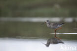 Spotted Redshank (Tringa erythropus)