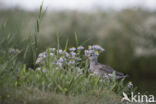 Spotted Redshank (Tringa erythropus)