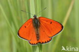 Large Copper (Lycaena dispar)