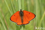 Large Copper (Lycaena dispar)