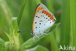 Grote vuurvlinder (Lycaena dispar)