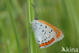 Large Copper (Lycaena dispar)