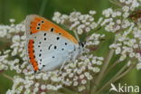 Large Copper (Lycaena dispar)