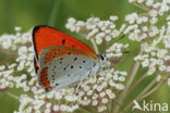 Large Copper (Lycaena dispar)