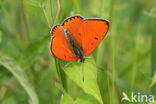 Large Copper (Lycaena dispar)