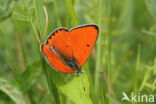 Large Copper (Lycaena dispar)