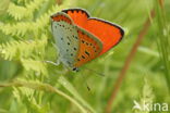 Large Copper (Lycaena dispar)