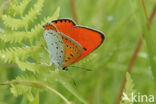 Large Copper (Lycaena dispar)