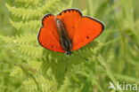 Grote vuurvlinder (Lycaena dispar)