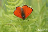 Large Copper (Lycaena dispar)