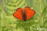 Large Copper (Lycaena dispar)