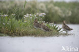 Common Snipe (Gallinago gallinago)