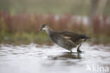 Waterhoen (Gallinula chloropus garmani)