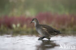 Waterhoen (Gallinula chloropus garmani)