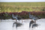 Zwarte Ruiter (Tringa erythropus)