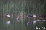 Spotted Redshank (Tringa erythropus)