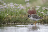 Spotted Redshank (Tringa erythropus)