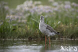 Spotted Redshank (Tringa erythropus)