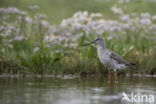 Spotted Redshank (Tringa erythropus)