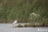 Spotted Redshank (Tringa erythropus)