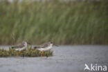 Spotted Redshank (Tringa erythropus)