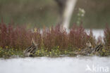 Common Snipe (Gallinago gallinago)