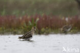 Watersnip (Gallinago gallinago)