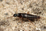 Quedius fumatus