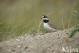 Bontbekplevier (Charadrius hiaticula)