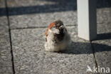 Huismus (Passer domesticus)