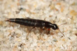 Quedius nitipennis