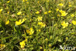 Behaarde boterbloem (Ranunculus sardous)