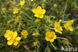 Behaarde boterbloem (Ranunculus sardous)