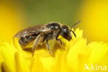 Kortsprietgroefbij (Lasioglossum brevicorne)