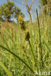 Flase Fox-sedge (Carex otrubae)