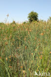 Ruwe bies (Schoenoplectus tabernaemontani)