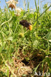 Steenhommel (Bombus lapidarius)