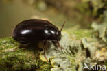 Platydema violaceum