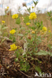 Liggende klaver (Trifolium campestre)