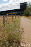 Brown Knapweed (Centaurea jacea)