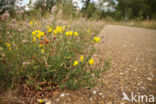 Gewone rolklaver (Lotus corniculatus)