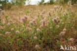 Hazenpootje (Trifolium arvense)
