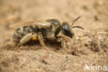 Kortsprietgroefbij (Lasioglossum brevicorne)