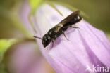 Kleine klokjesbij (Chelostoma campanularum)