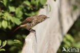 Common Redstart (Phoenicurus phoenicurus)