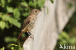 Gekraagde Roodstaart (Phoenicurus phoenicurus)