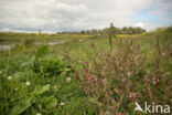 Red Bartsia (Odontites vernus ssp. serotinus)