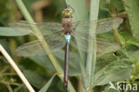 Little emperor dragonfly (Anax parthenope)