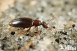 Cordicollis instabilis