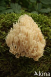 Crown-tipped coral fungus